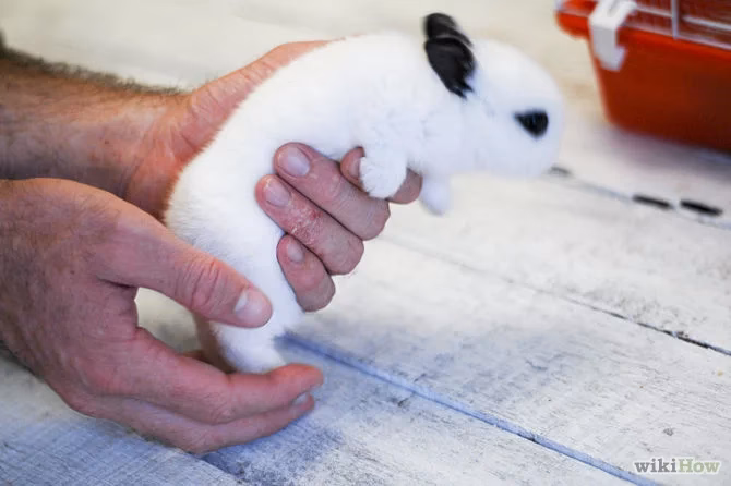 ¿Cómo lograr que tu conejo te deje cogerlo?
