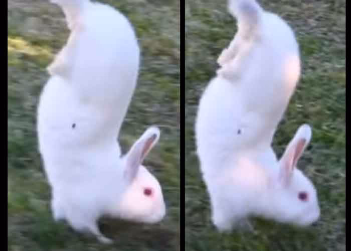 ¿Qué significa cuando un conejo se para sobre dos patas?