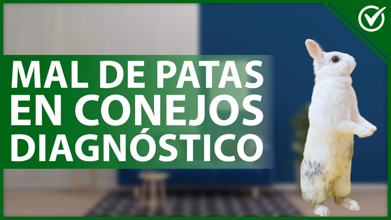 ¿Cuál es el tratamiento para la parálisis en conejos?