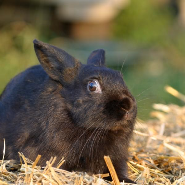 ¿Qué significa que un conejo zapatea?