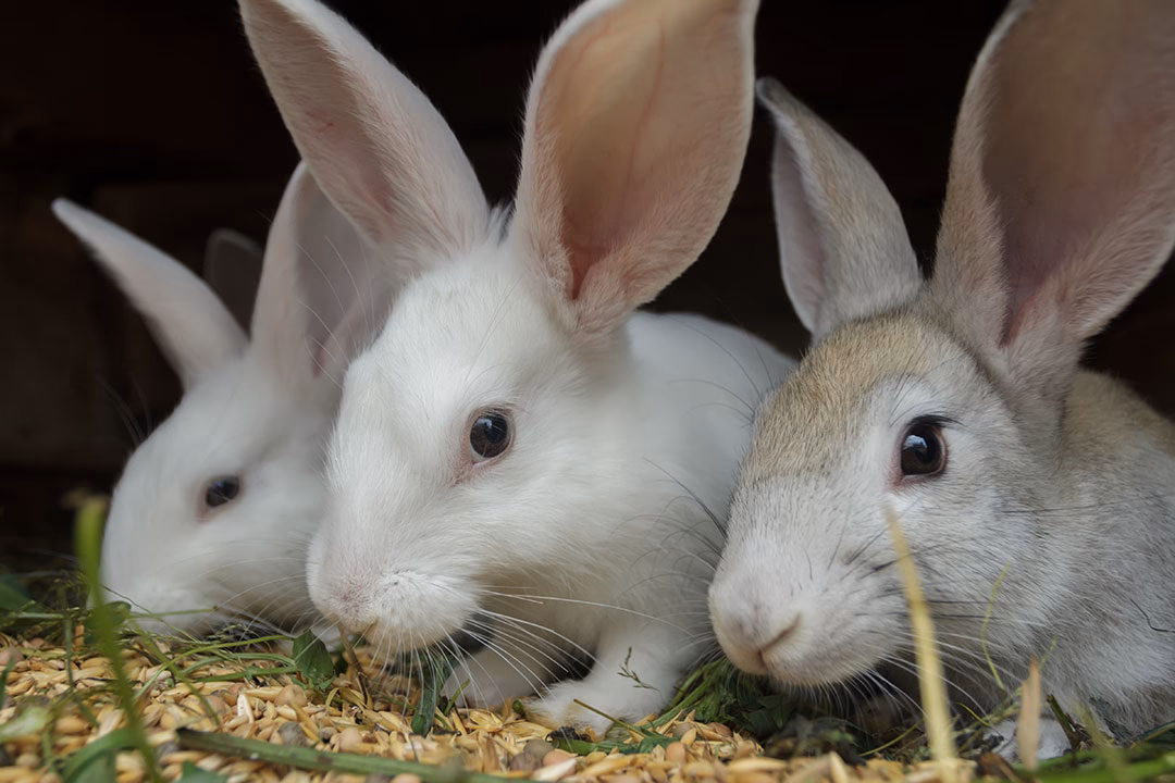 ¿Cómo se le llama a la producción de conejos?