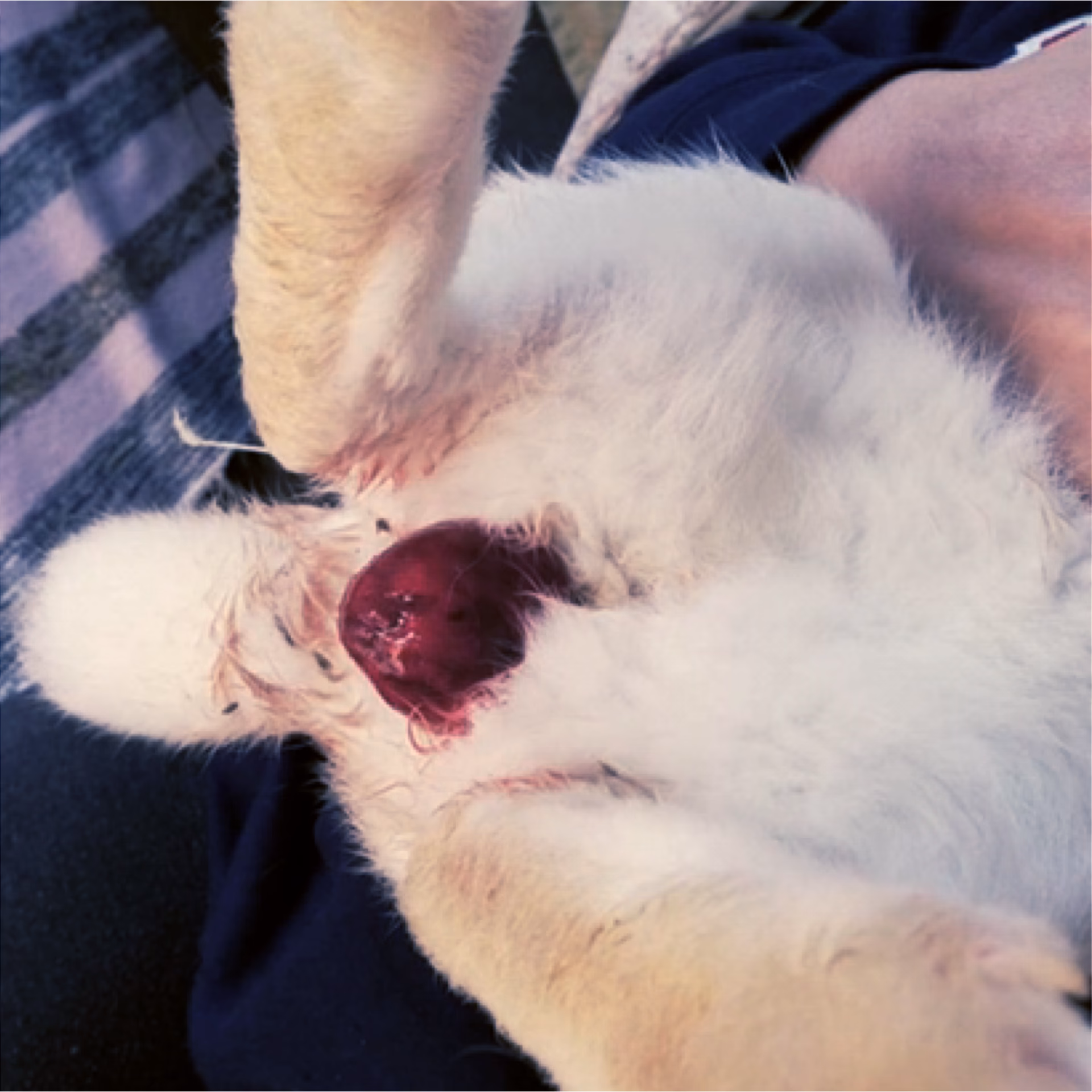 ¿Cómo curar el prolapso uterino?