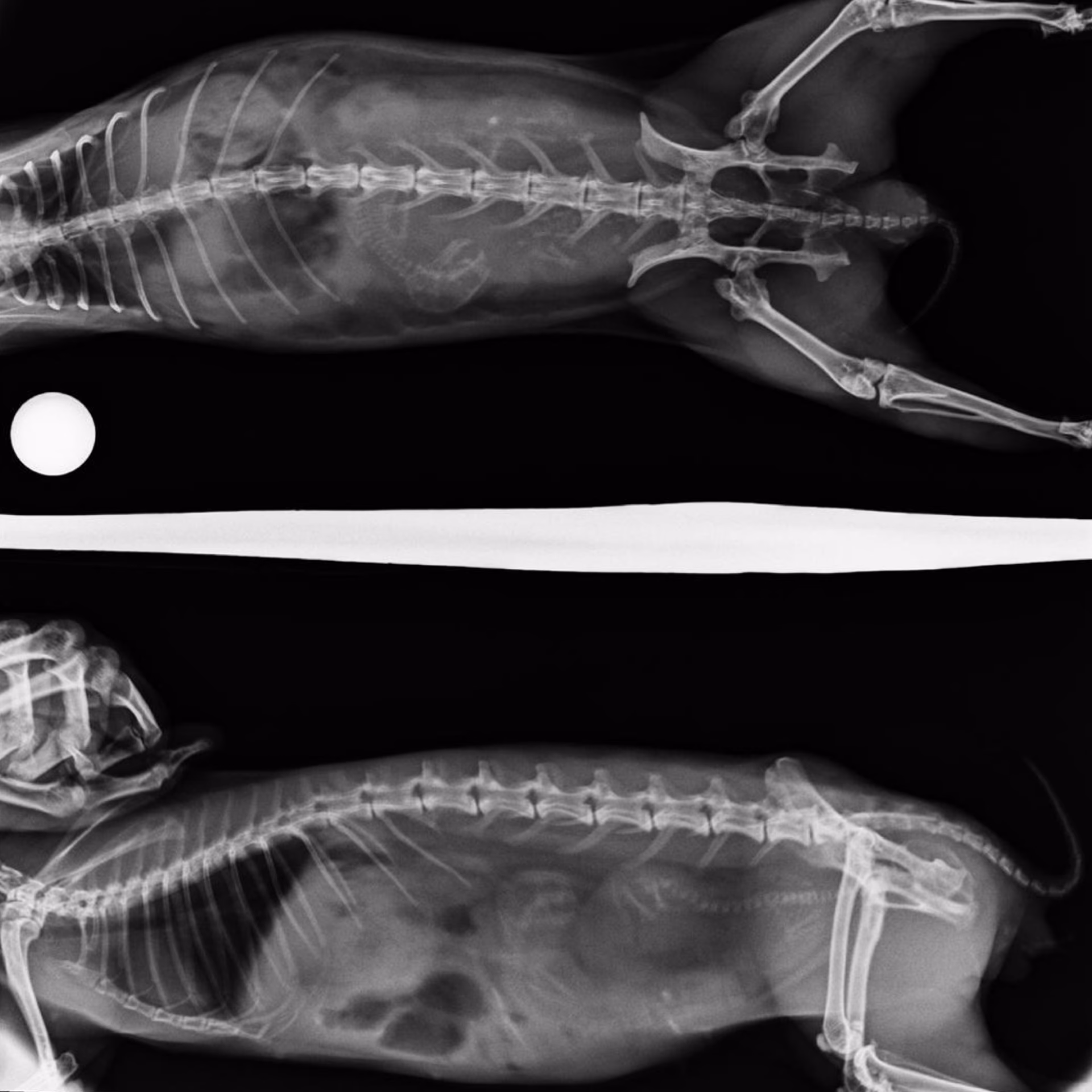 ¿Cómo se trata el prolapso uterino en animales?