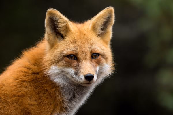 ¿Qué animal puede comerse a un conejo?