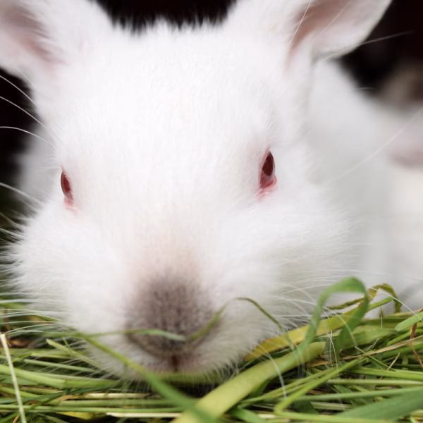 ¿Cómo tratar los ojos rojos en los conejos?