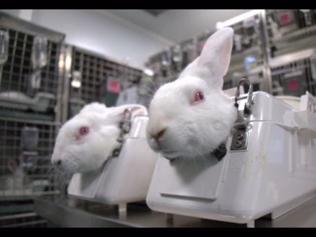 ¿Cuáles son los usos experimentales de los conejos?