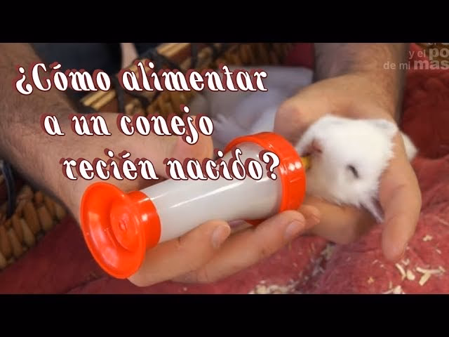 ¿Qué hacer si tu conejo no alimenta a sus crías?
