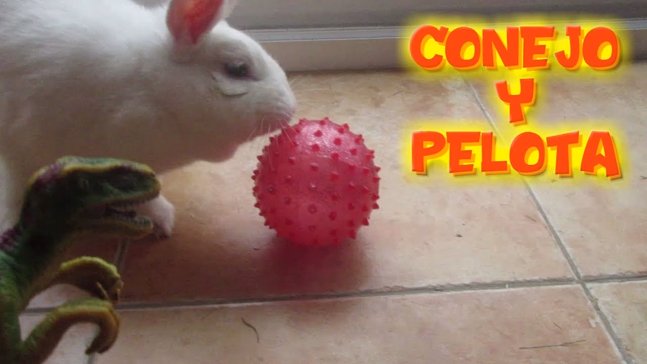 ¿Qué es lo que más le gusta hacer a un conejito?
