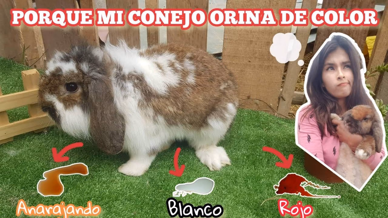 ¿Pueden los conejos orinar sangre cuando están estresados?