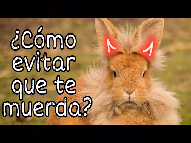 ¿Qué hacer en caso de mordedura de conejo?