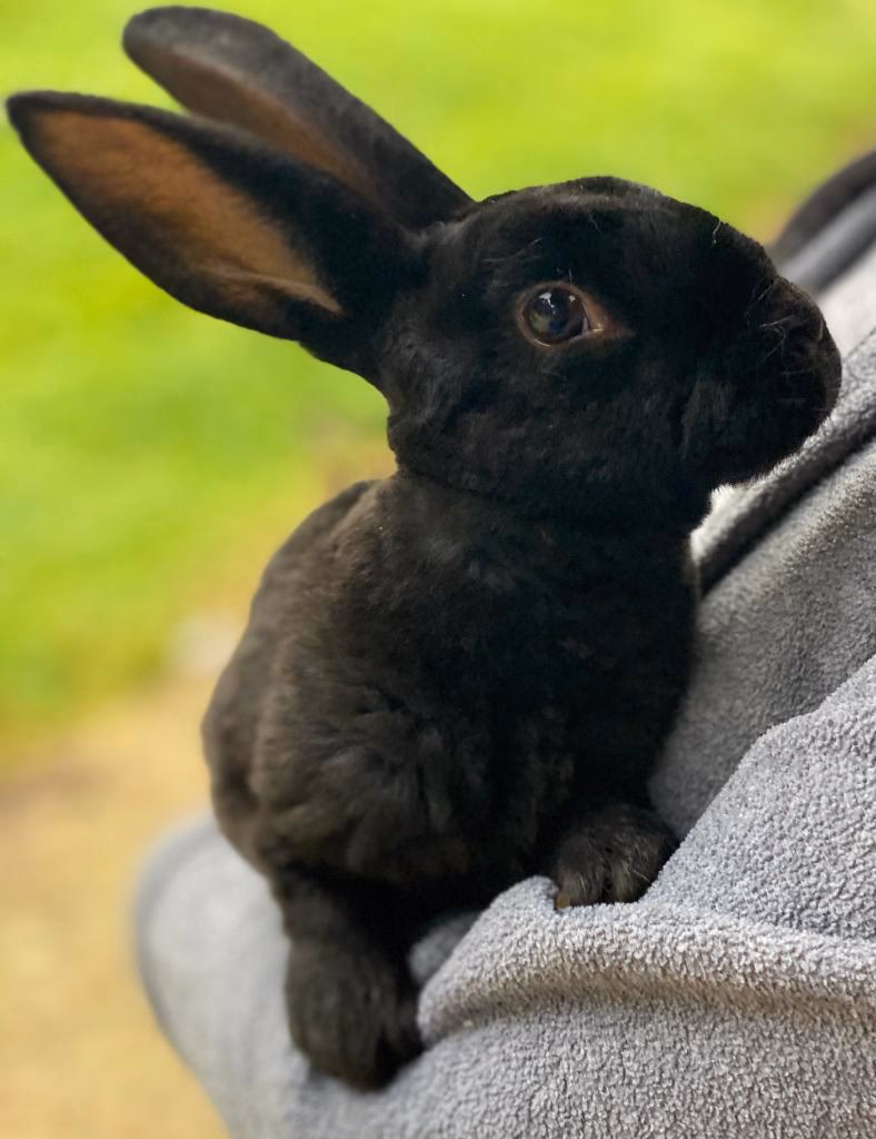 ¿Qué es el pelo de Rex?