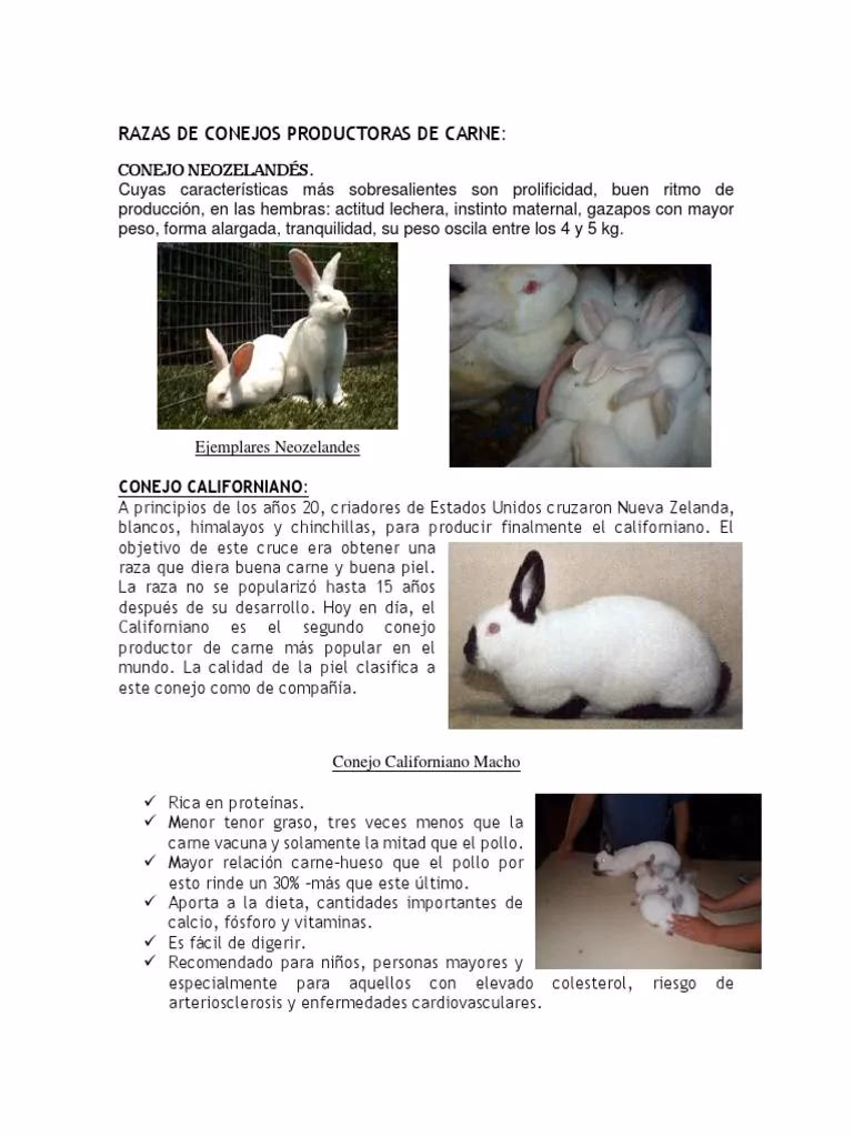 ¿Qué raza de conejo se come?