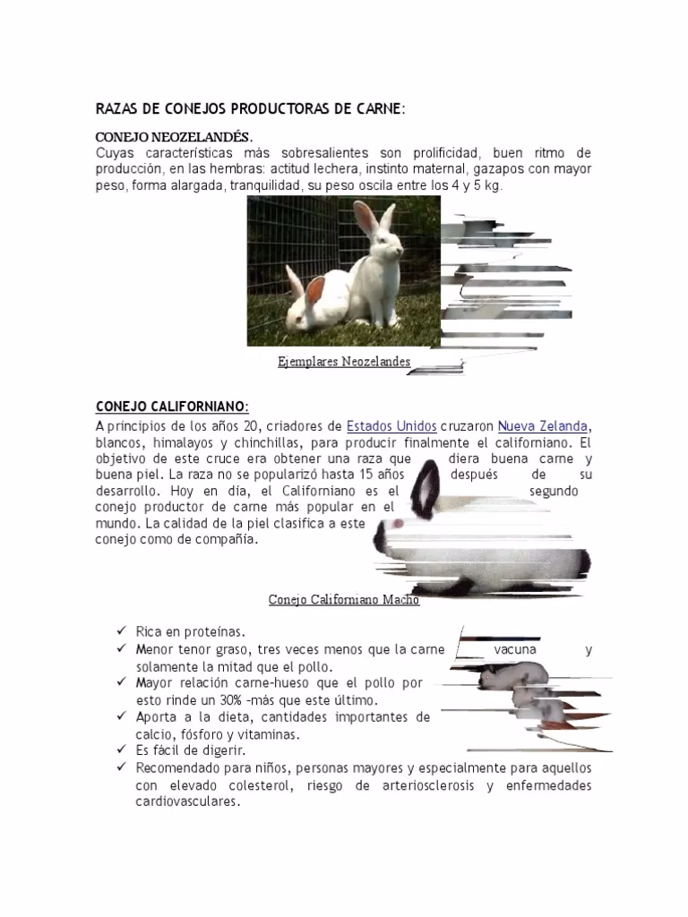 ¿Qué raza de conejo es productora de pelo?