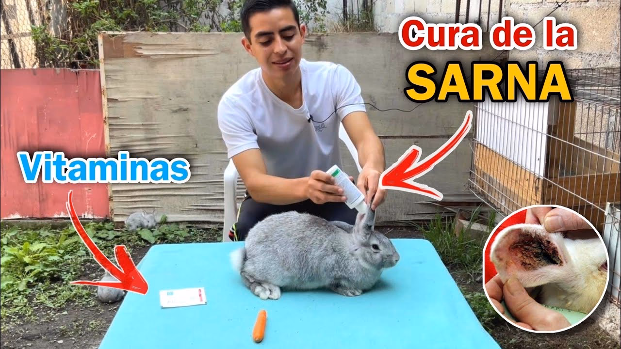 ¿Cómo eliminar la sarna de forma natural?