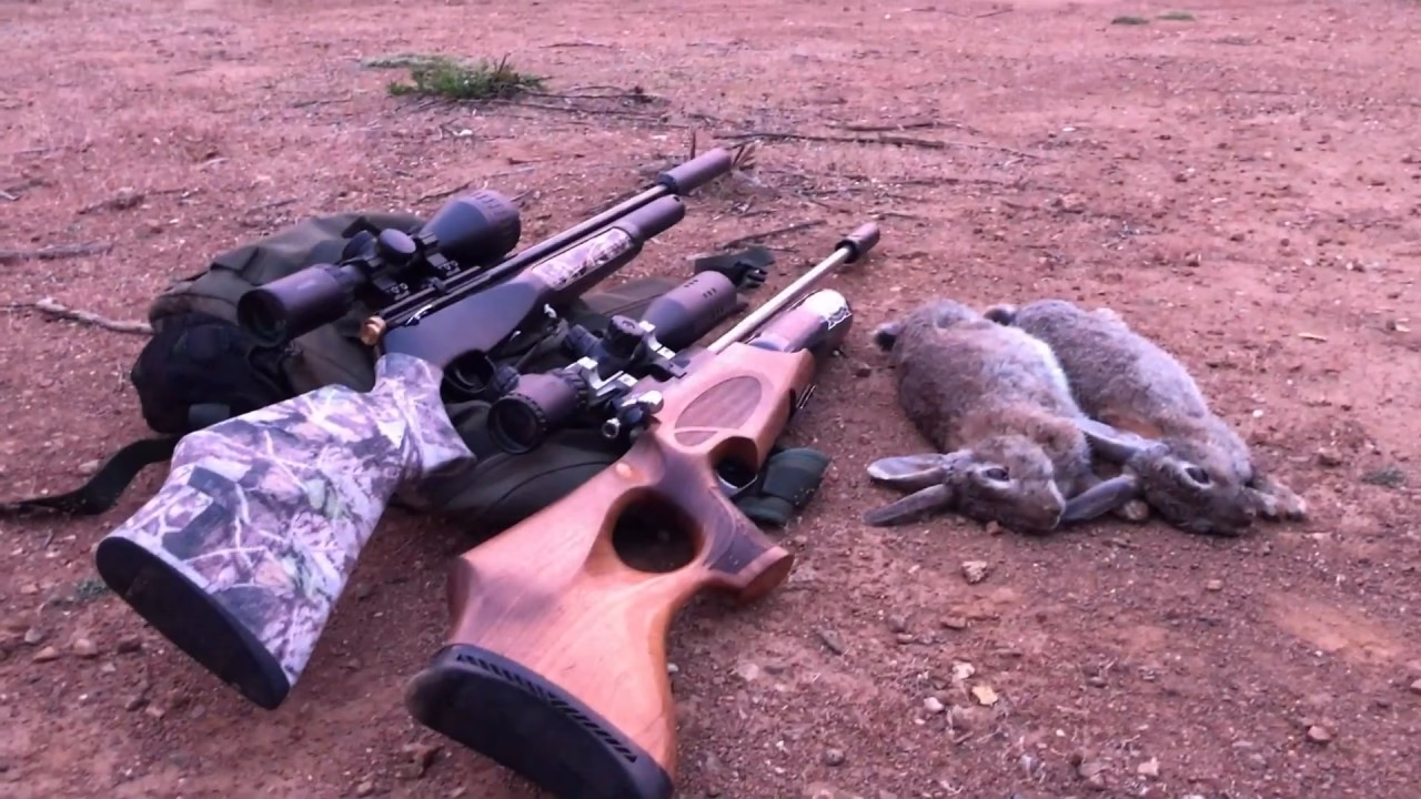 ¿Cuál es el mejor calibre para la caza del conejo?