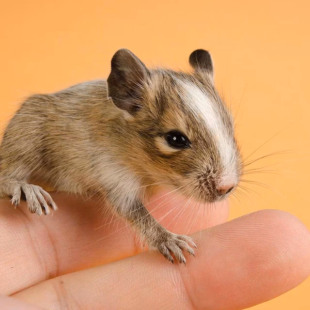 ¿Qué es un roedor que se parece a un conejo?