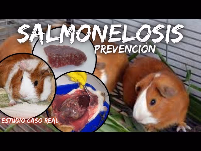 ¿Qué es la salmonelosis en conejos?
