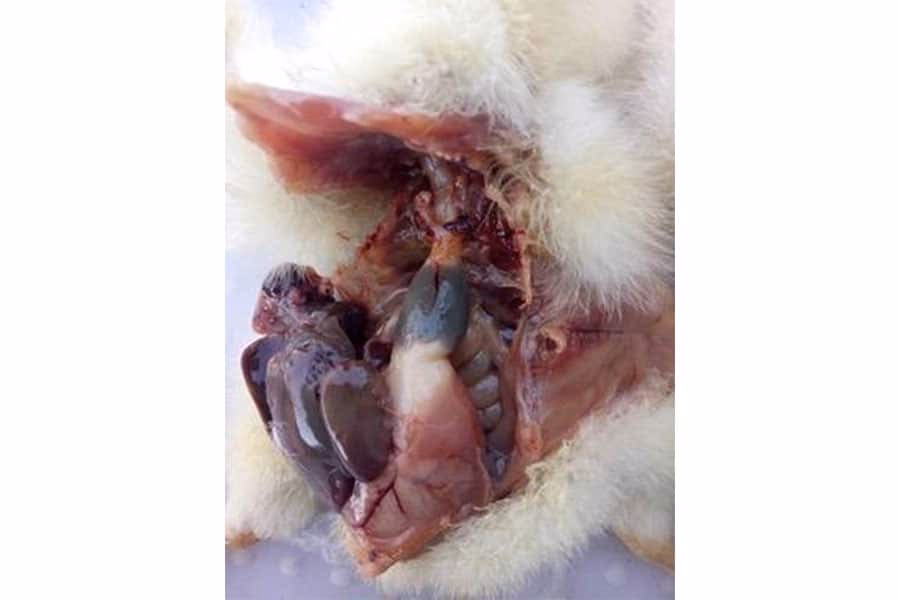 ¿Cómo saber si un animal tiene Salmonella?