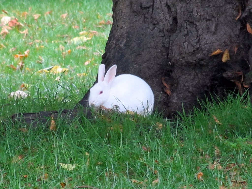 What is the hardest SCP to beat?