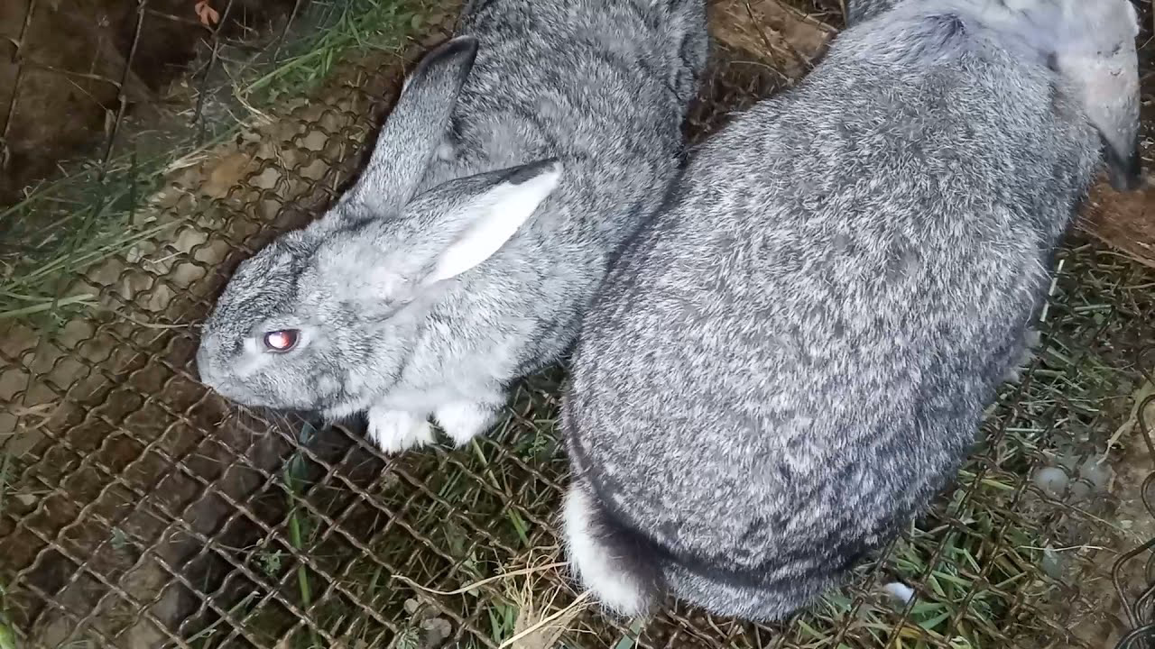 ¿Es posible cruzar un conejo macho con su hija?