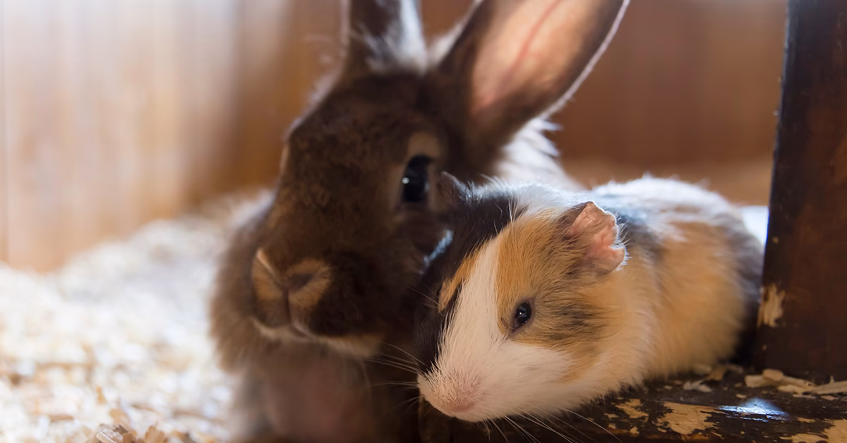 ¿El Cuyo es un conejo?