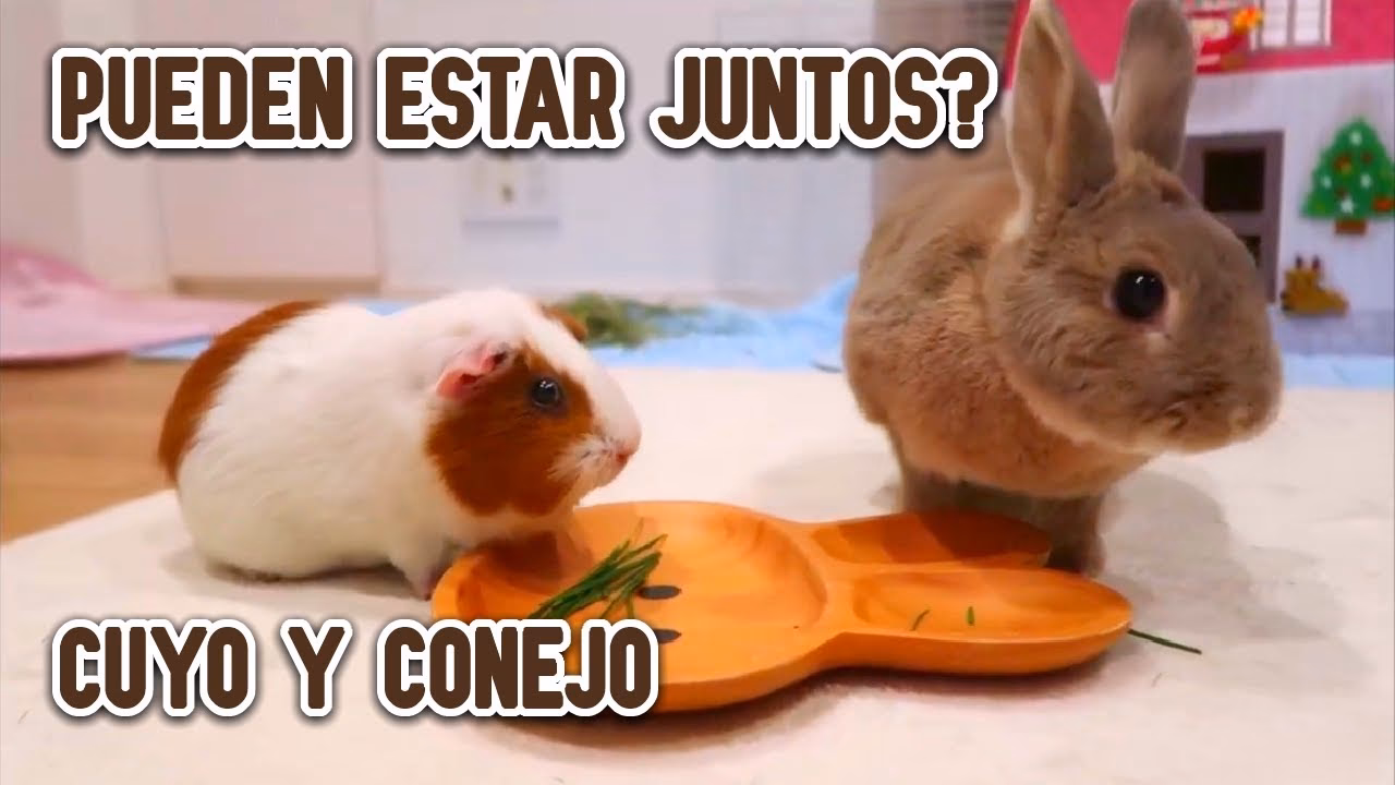 ¿Qué animal se lleva bien con un conejo?