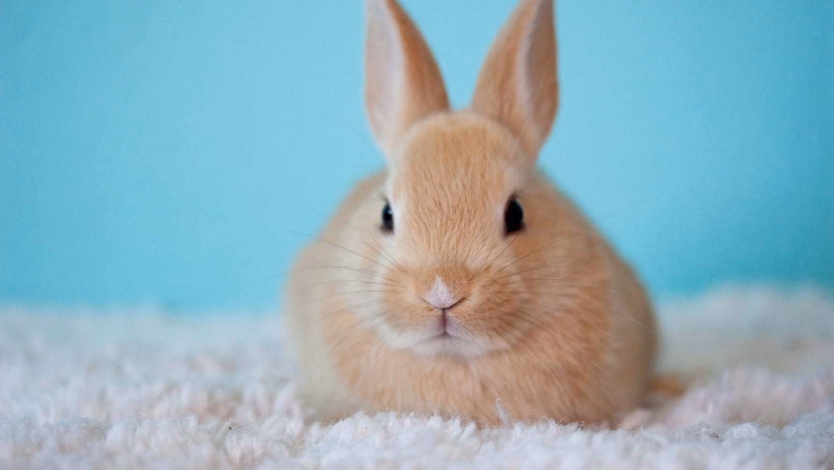 ¿Qué pasa si un conejito se moja?