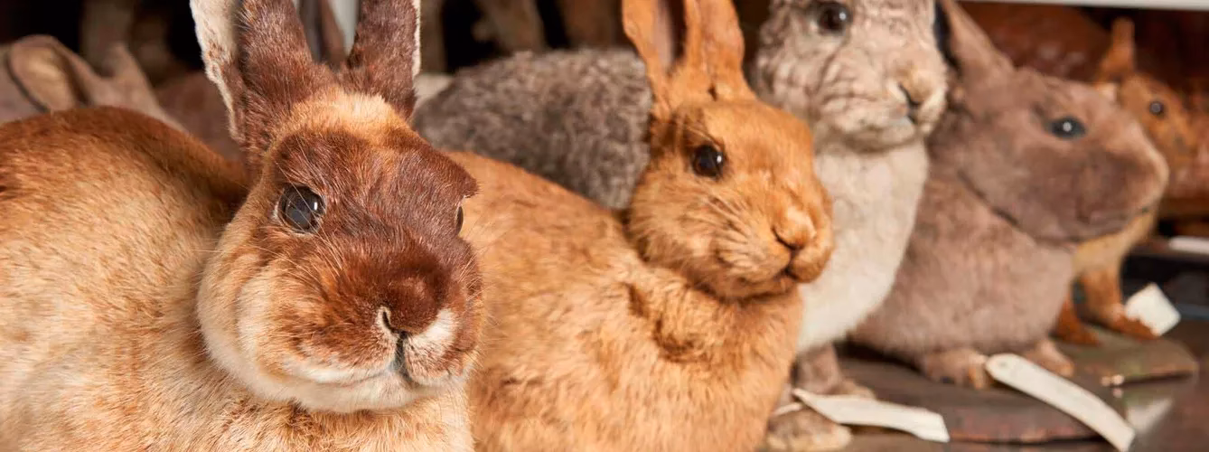 ¿Qué es la selección natural de los conejos?