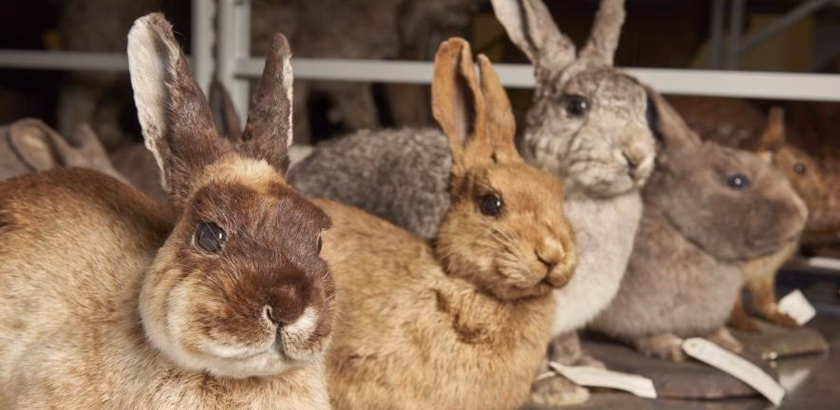 ¿Qué es la selección natural de los conejos?