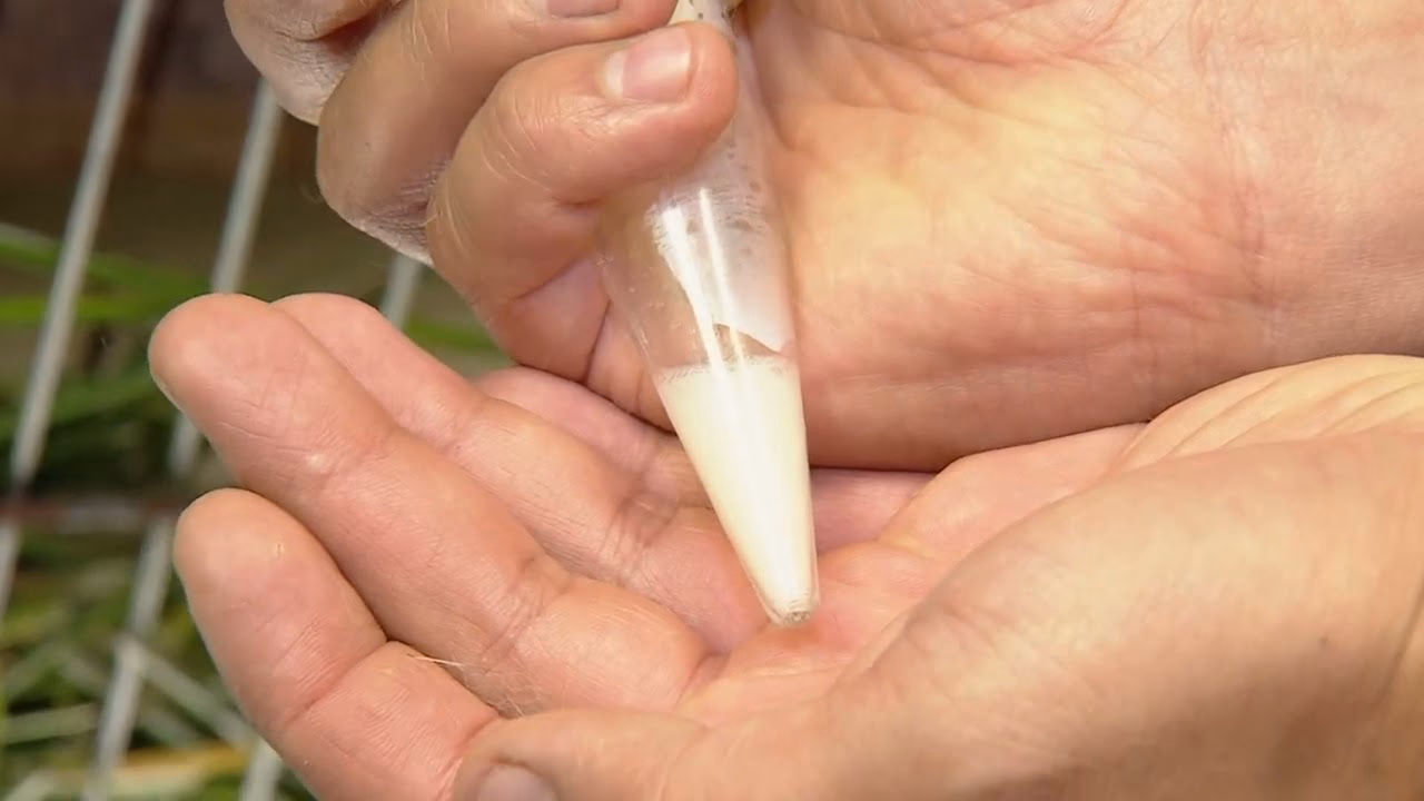 ¿Los conejos liberan esperma?