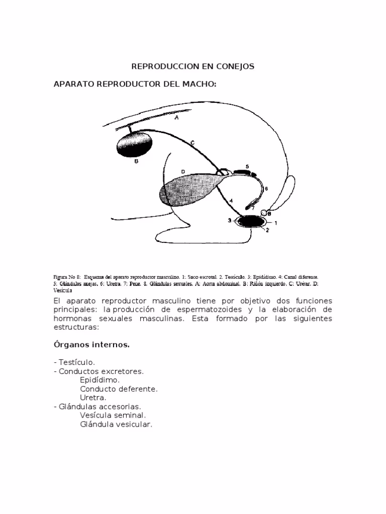 ¿Cómo funciona el aparato reproductor del macho?