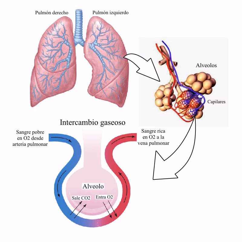 ¿Cuántas respiraciones por hora tiene un conejo?