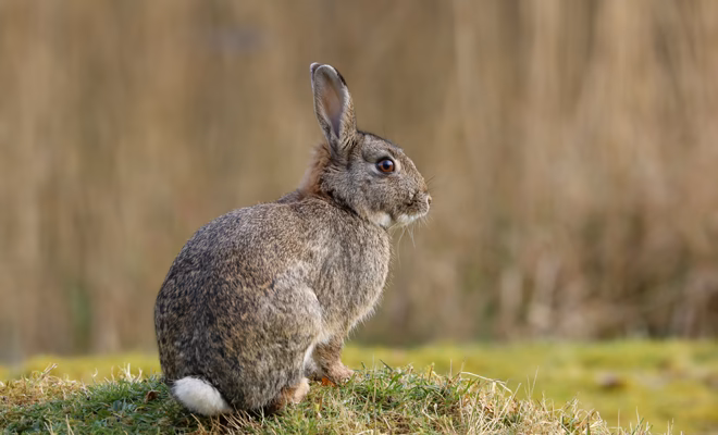 ¿Qué significa un conejo gris?