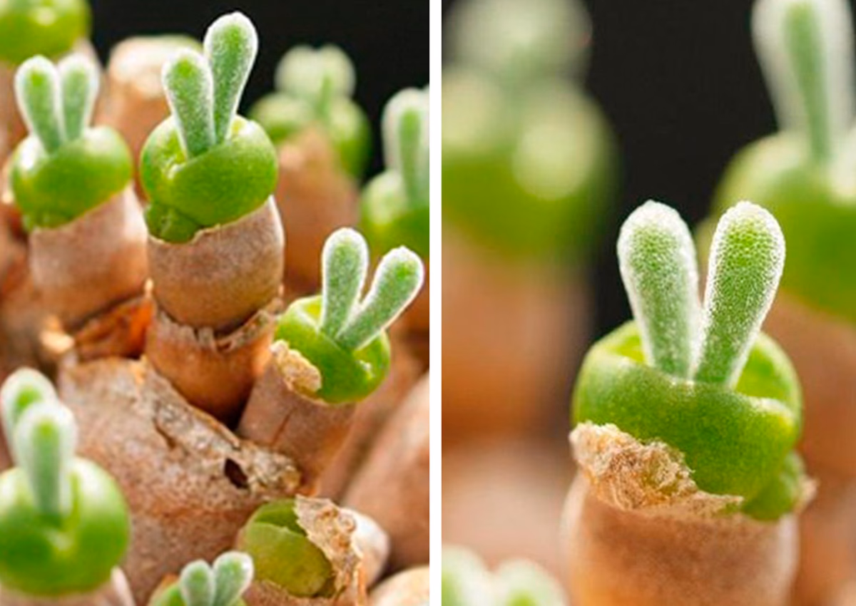 ¿Cómo se reproduce la planta de oreja de conejo?