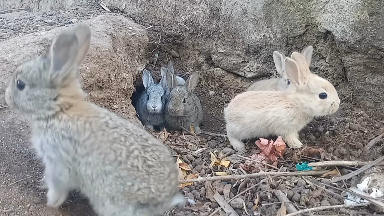 ¿Cuál es la tasa de supervivencia de las crías de conejos?