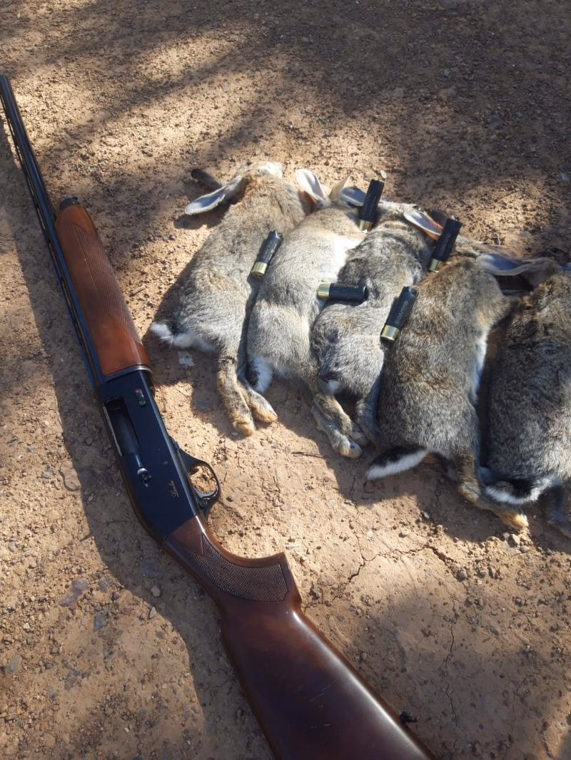 ¿Cuándo es la época de los conejos?