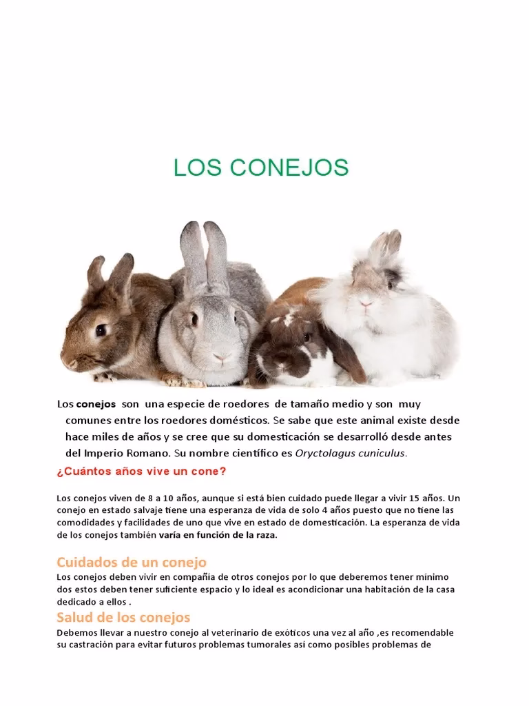 ¿Qué puedo escribir sobre los conejos?
