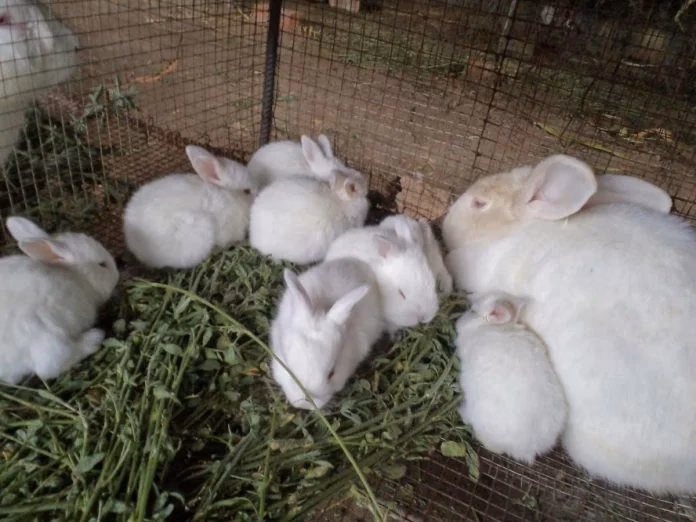 ¿Porque España se llama tierra de conejos?