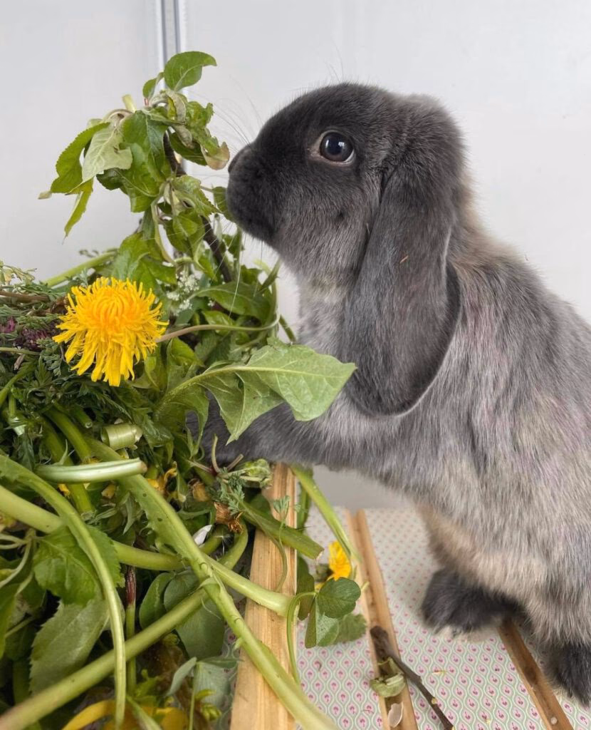 ¿Qué tipo de hierba es mejor para los conejos?