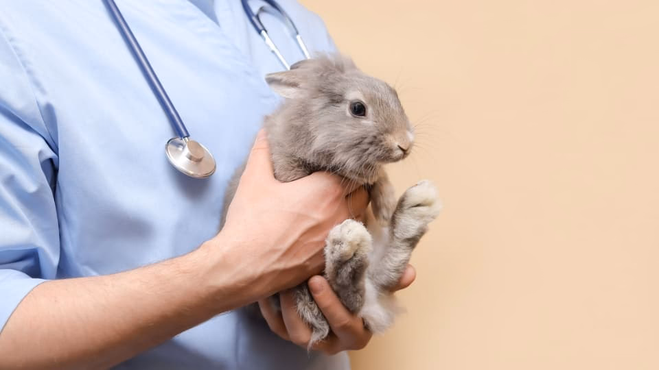 ¿Qué hace el tramadol en animales?