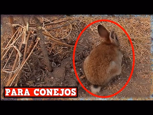 ¿Cuál es la trampa para conejos más efectiva?