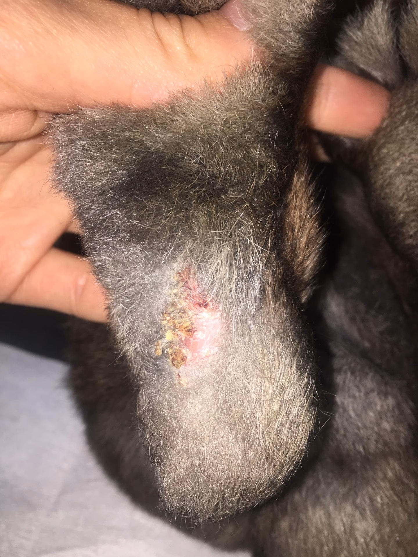 ¿Cómo curar la pododermatitis?