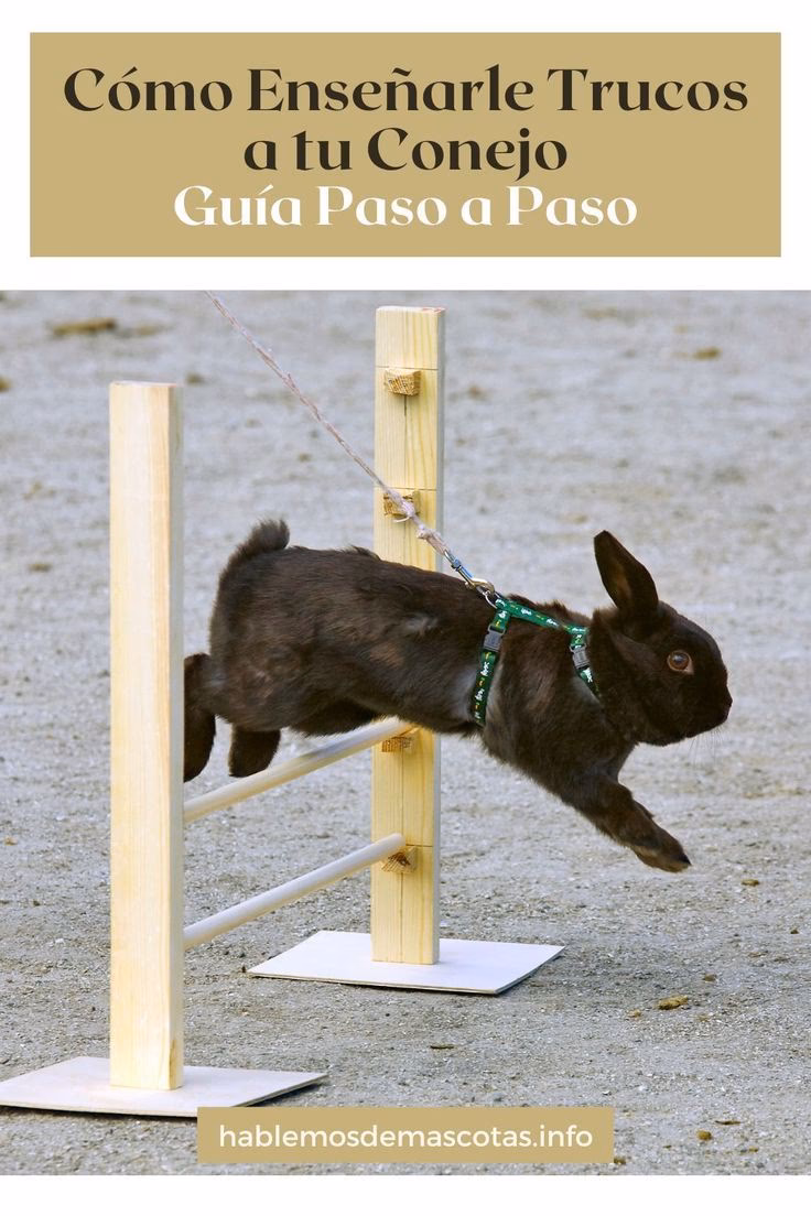 ¿Qué trucos puedes enseñarle a un conejo?