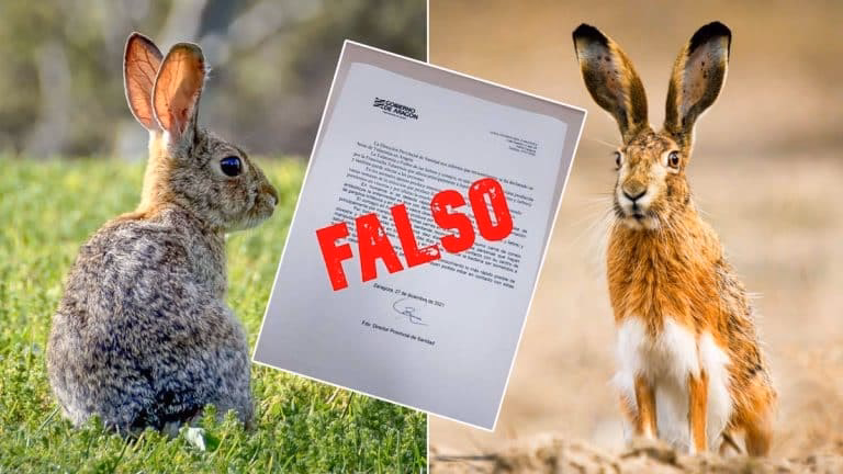 ¿Cómo curar la tularemia en conejos?