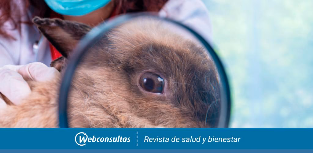 ¿Cómo curar la tularemia en conejos?