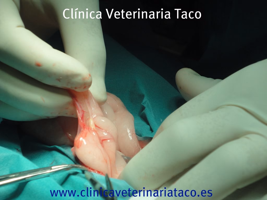 ¿Cuáles son los signos y síntomas del adenocarcinoma uterino en conejos?