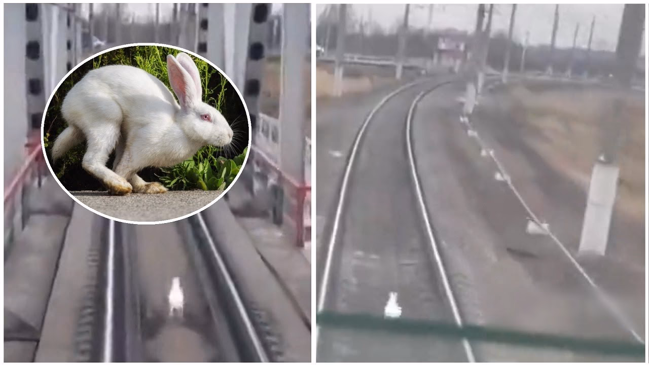 ¿Cuántas millas puede correr un conejo?