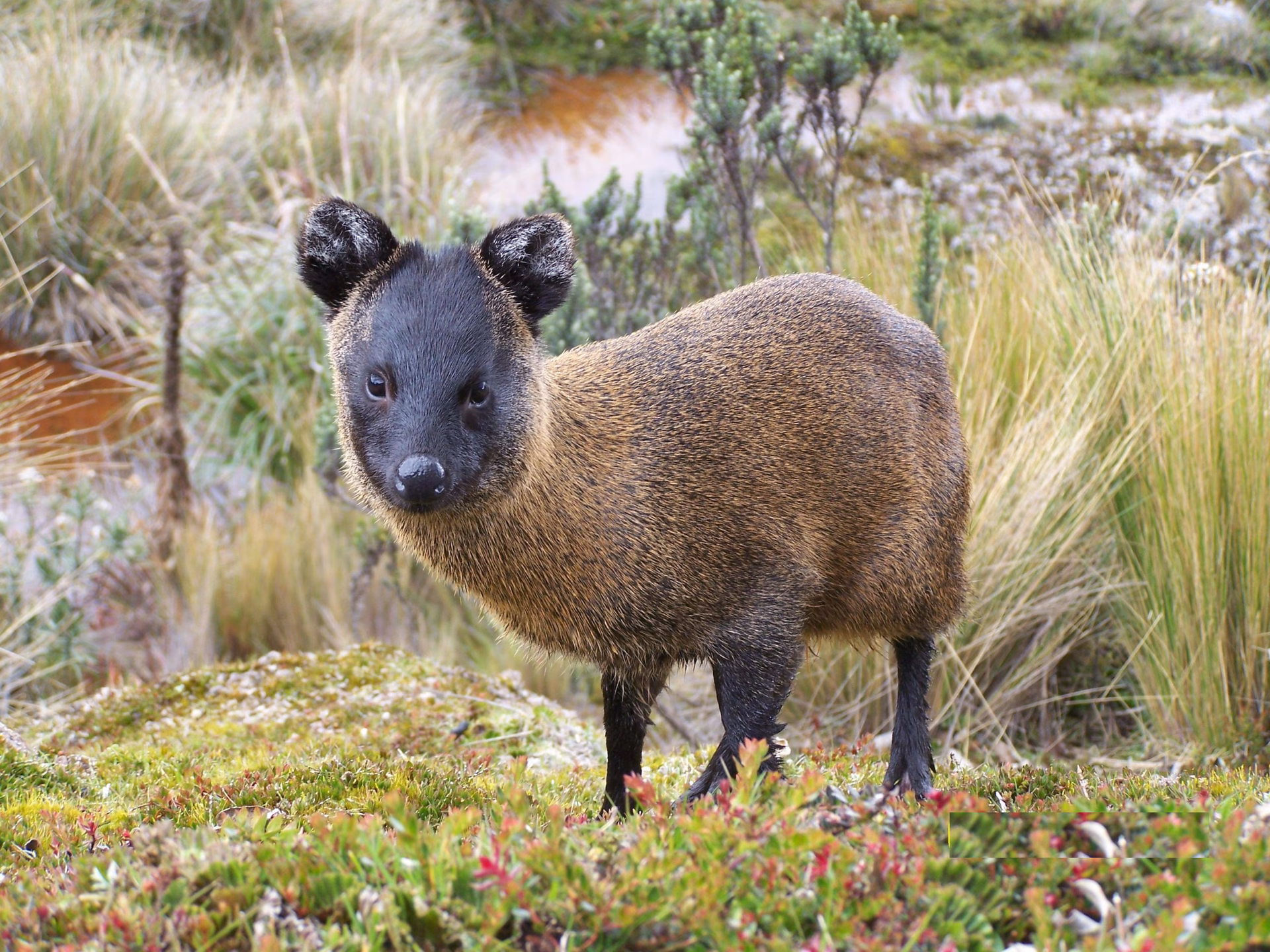 ¿Cómo se dice venado en colombiano?
