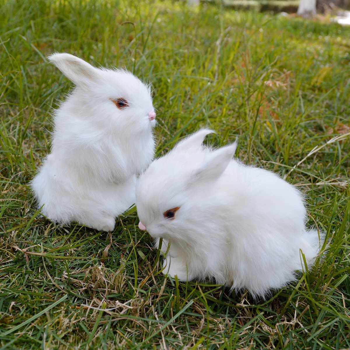¿Dónde puedo llevar a mi conejito si ya no lo quiero?