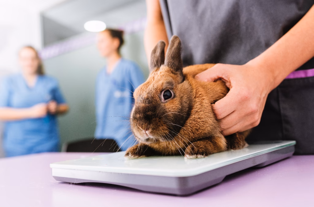 ¿Qué hago si no tengo dinero para el veterinario?